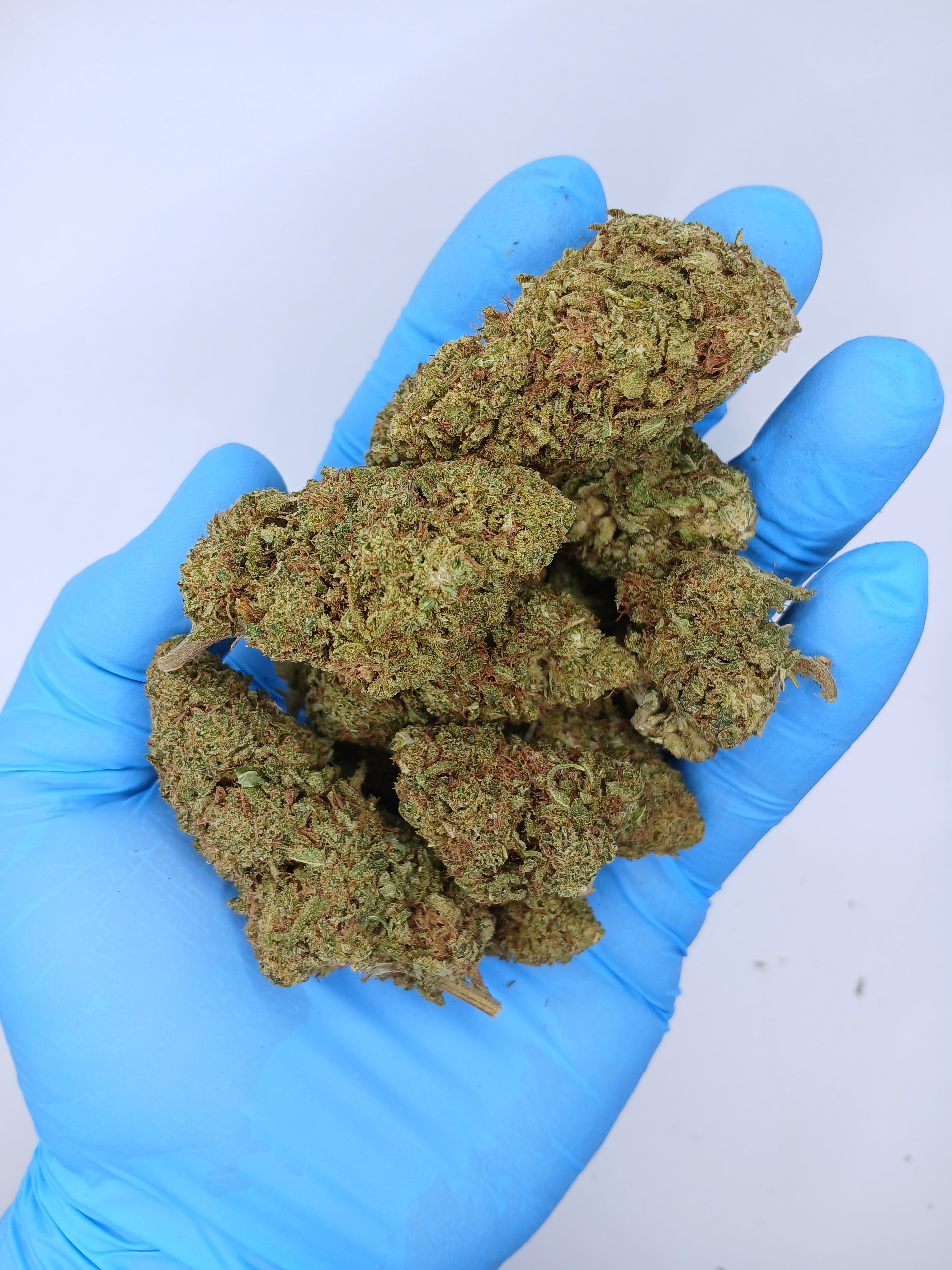 Amnésia (2g à 50g)